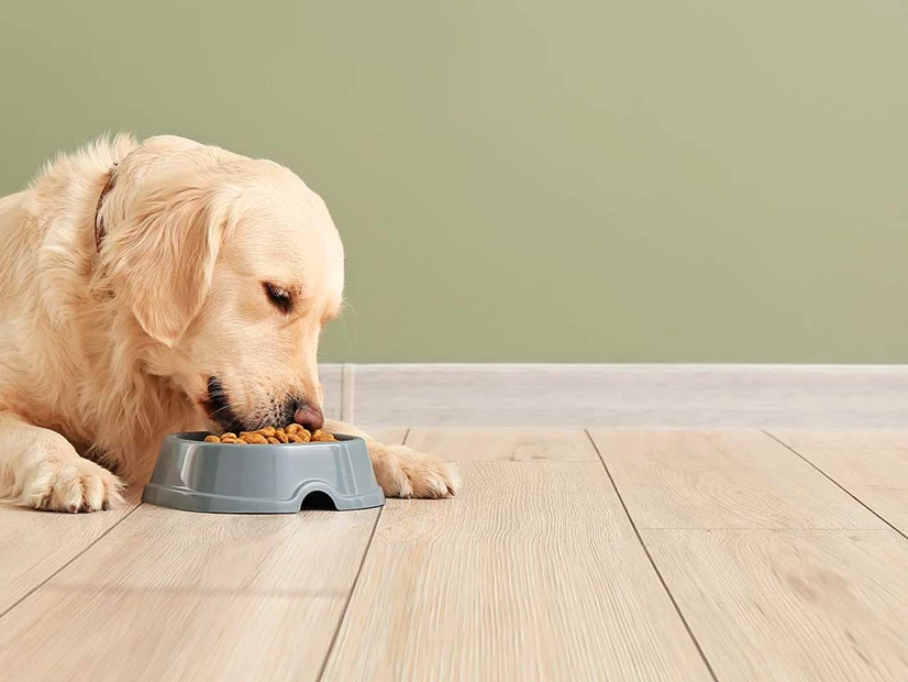 Porque é que o meu cão tem falta de apetite